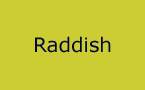 Raddish